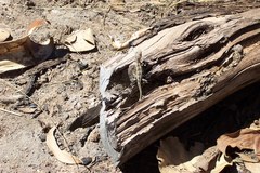 Diporiphora bilineata