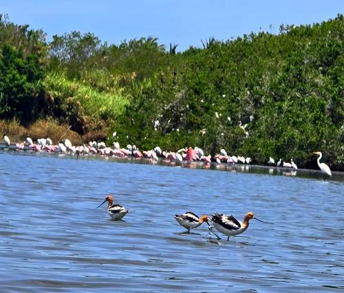 American Avocet (Recurvirostra americana)