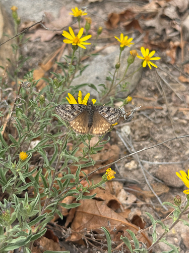 Rocky Mountain Duskywing photo 3