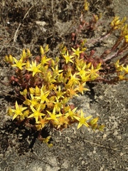 Sedum radiatum