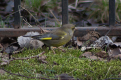 Chloris chloris