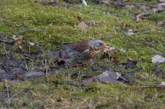Turdus pilaris