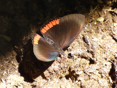 Biblis hyperia nectanabis