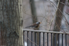 Turdus pilaris