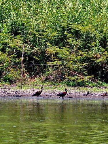 White-faced Ibis (Plegadis chihi)