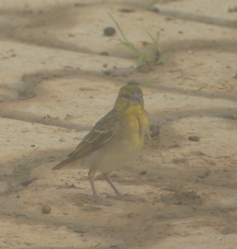 Village Weaver