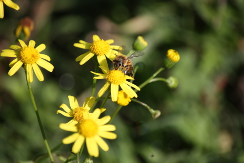 Western Honey Bee