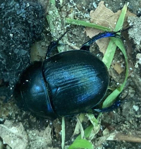 Woodland Dor Beetle