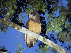 Pulsatrix koeniswaldiana