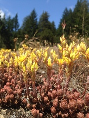 Sedum radiatum