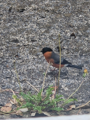 Eurasian Bullfinch