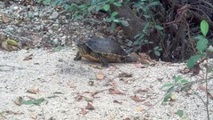 Trachemys venusta iversoni
