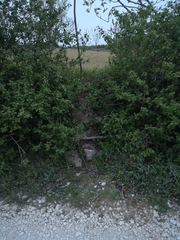 Scolopendra cingulata