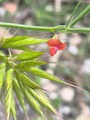 Lathyrus sphaericus