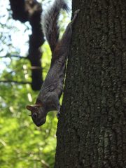 Sciurus aureogaster