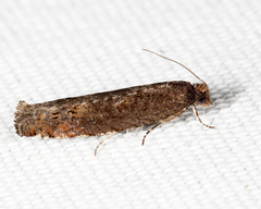 Pseudexentera mali