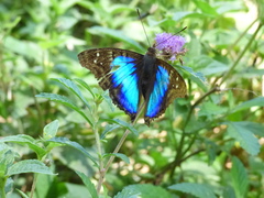 Doxocopa laurentia laurentia