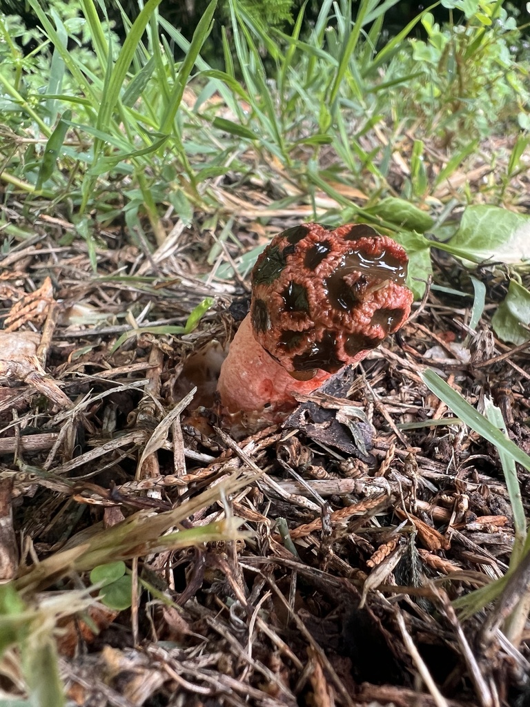 Lysurus sphaerocephalus · May 2026 · photo: Photo: (c) Nathan Aaron, some rights reserved (CC BY) · iNaturalist