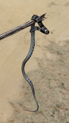 Neuwied's Tree Snake
