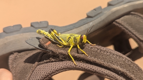 Desert Locust