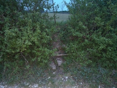 Scolopendra cingulata