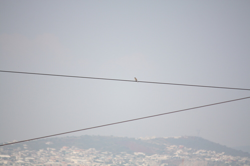Black-chinned Sparrow