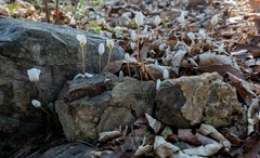 Sanguinaria canadensis