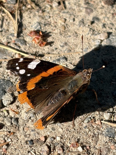 Red Admiral
