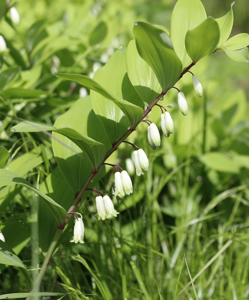 Fragrant Solomon's seal