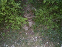 Scolopendra cingulata