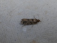 Parochmastis hilderi