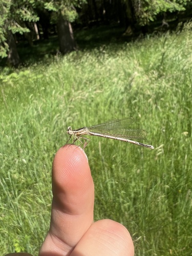Blue Featherleg