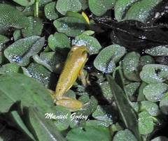 Dendropsophus carnifex