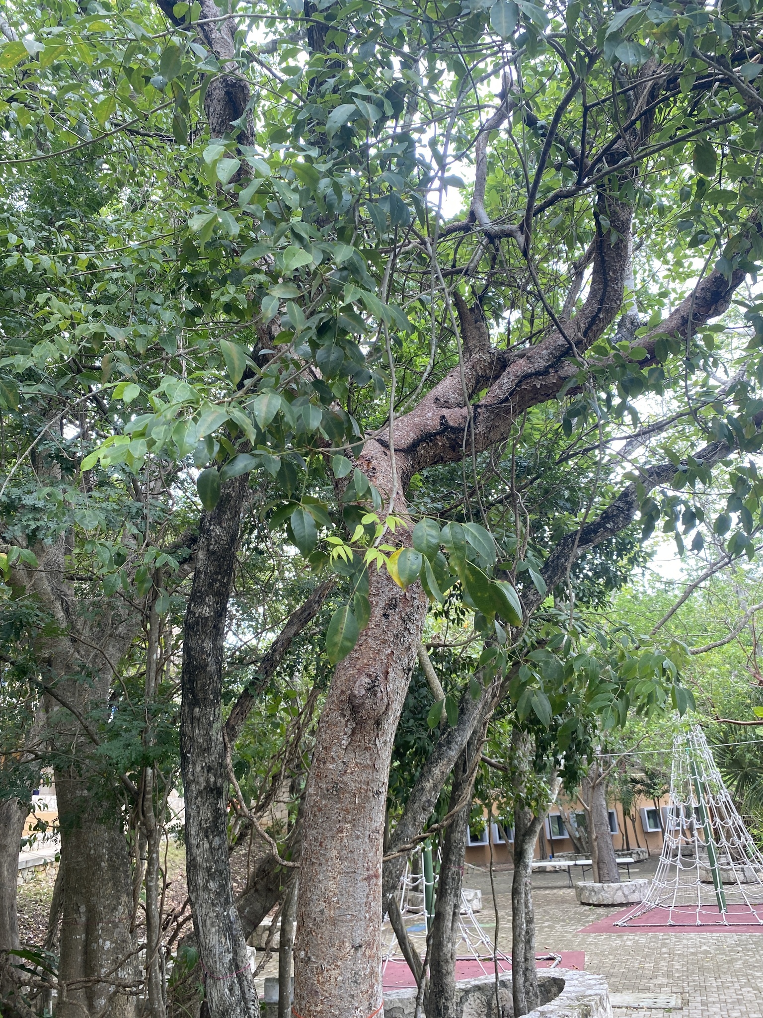 Bursera arborea (Rose) L.Riley