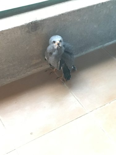 Lizard Buzzard
