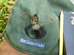 Dynamine meridionalis