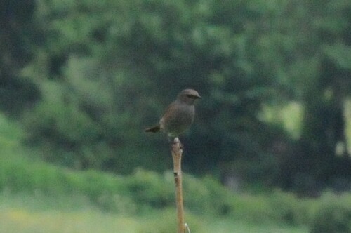 Dunnock