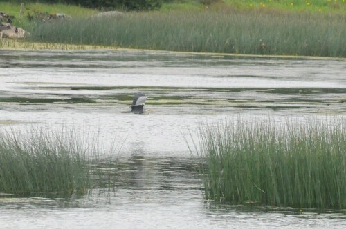 Grey Heron