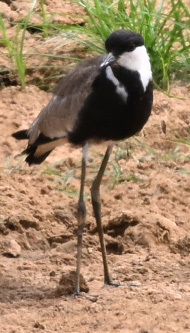Spur-winged Lapwing