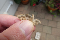 Helicoverpa armigera conferta