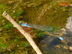 Acanthagrion