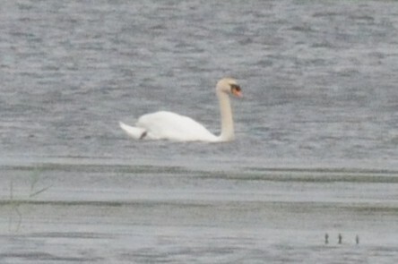 Mute Swan