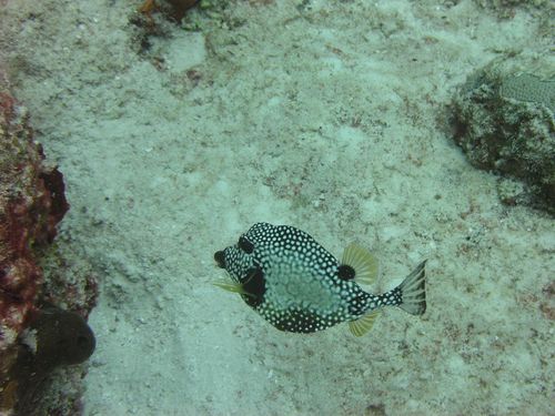 Smooth Trunkfish