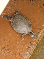 Phrynops williamsi