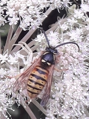 Dolichovespula norwegica