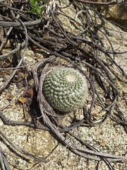 Mammillaria petrophila