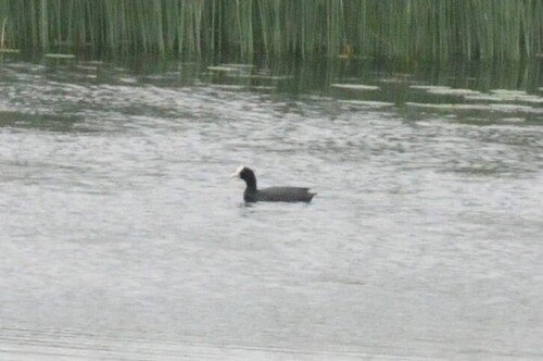 Eurasian Coot