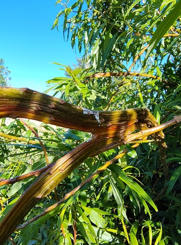 Salix udensis iNat (1)
