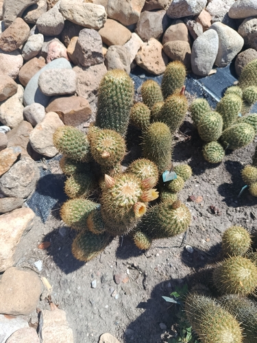 Coryphantha erecta
