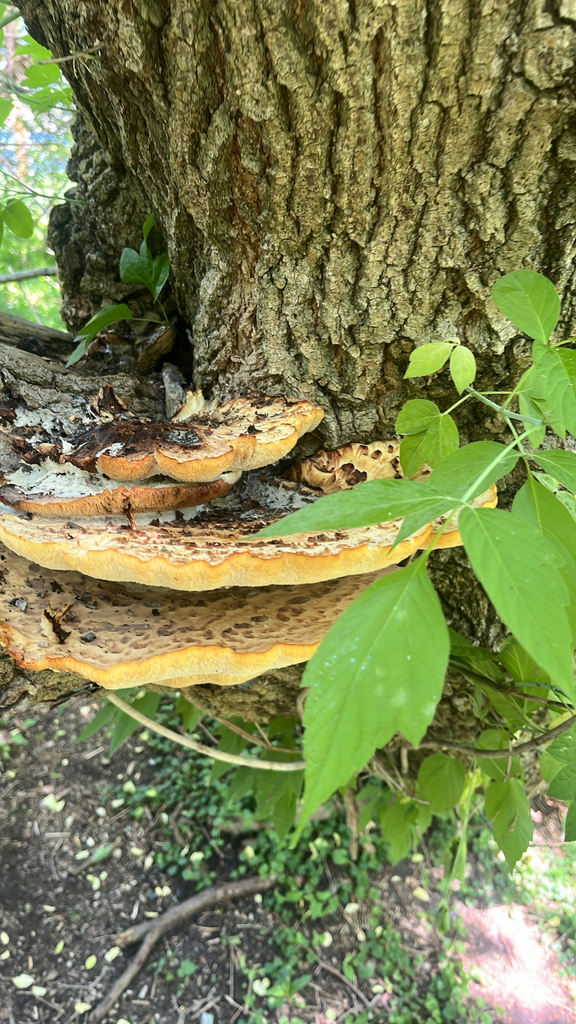 Dryad's Saddle · May 2026 · photo: Photo: (c) Aenet Anthony, some rights reserved (CC BY) · iNaturalist